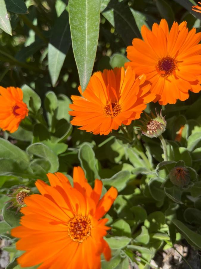 Il Viaio Farm stay Fiesole