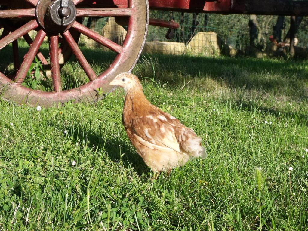 Il Viaio Farm stay Fiesole
