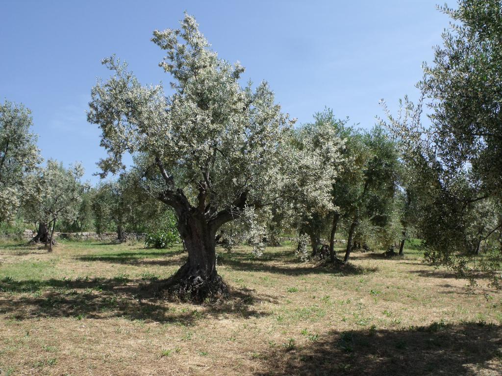 Séjour à la ferme Il Viaio Fiesole